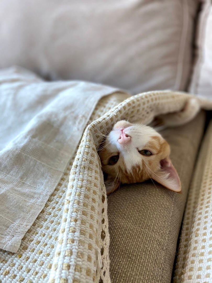 Shiba taking comfort under a blanket