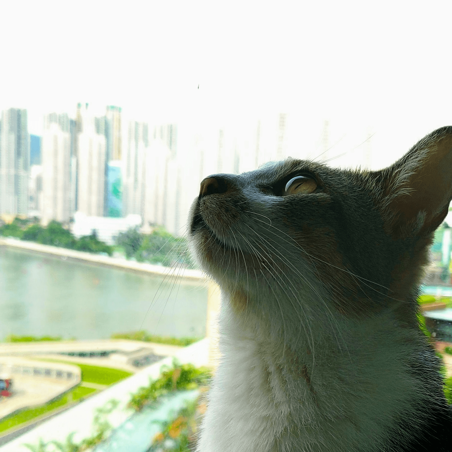 Picture of Sesame