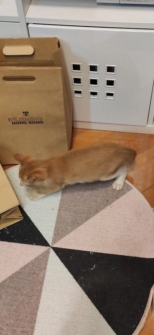 Shiba exploring new home after adoption