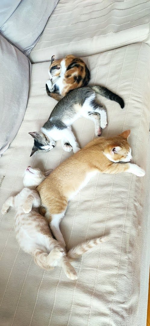 Sesame, Caramel, Shiba and Simba taking a nap on the sofa