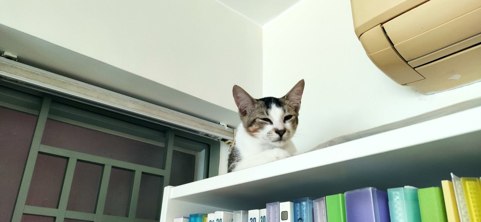 Sesame having some "me" time up the bookshelf