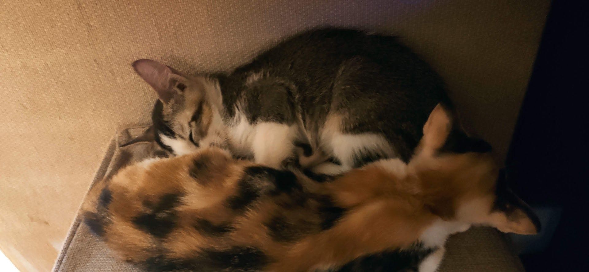 Sesame and Caramel napping together